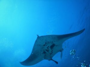 mantaray scubadiving Maldives