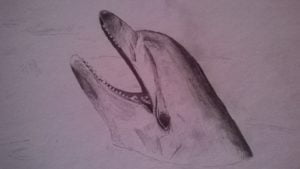 Drawing Dolphin
