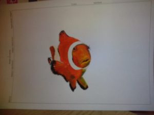 Anemone fish