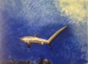 Tresher Shark Painting